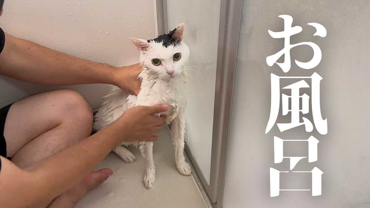 猫をお風呂に入れました