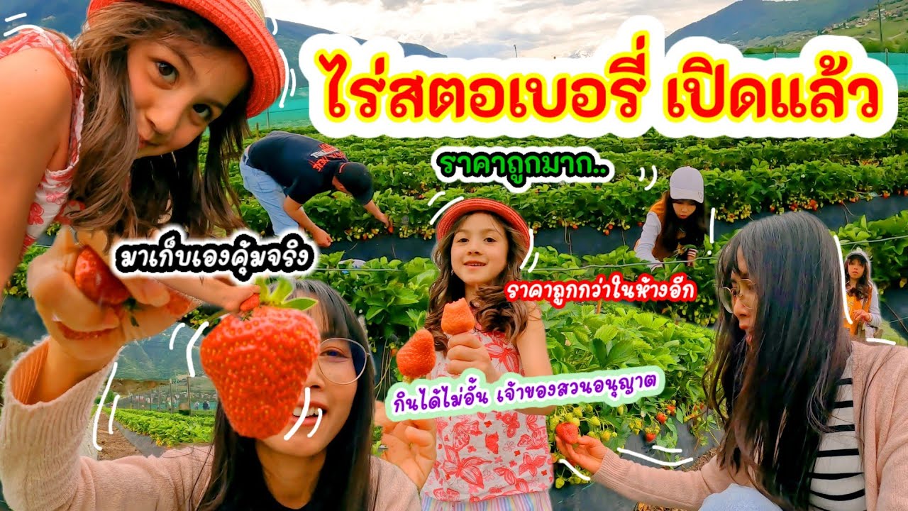 มาดูกันว่าวันนี้ จะเก็บสตอเบอรี่ได้เยอะไหม | เก็บที่สวนสดๆแบบนี้ อร่อยมาก ทั้งหอม ทั้งหวาน ทั้งฉ่ำ