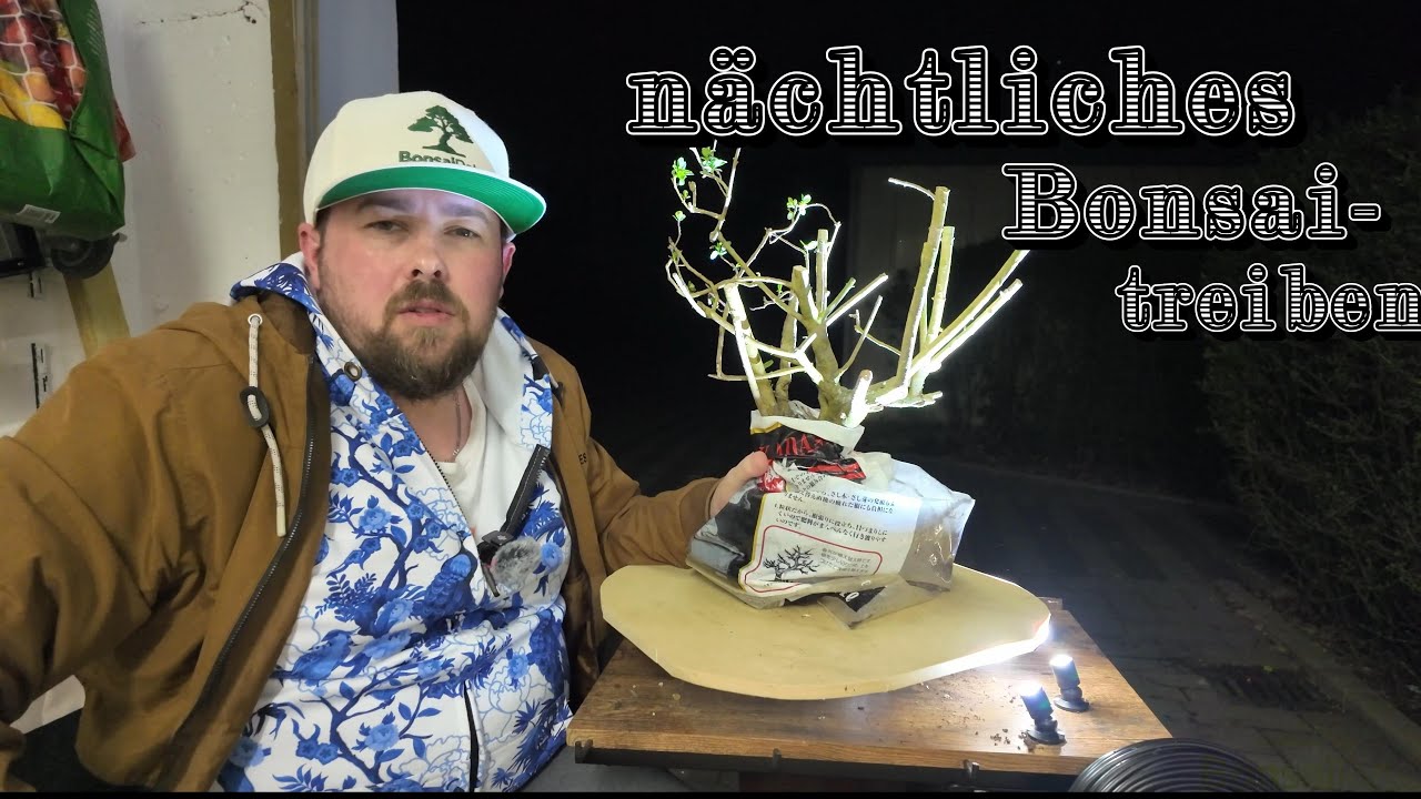 Das Mandelbaum/ Prunus dulcis Desaster und nächtliche Baumpflege  Bonsai 05/2025