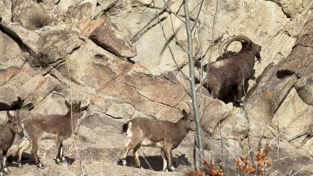 Himalayan I bex at northern Pakistan 