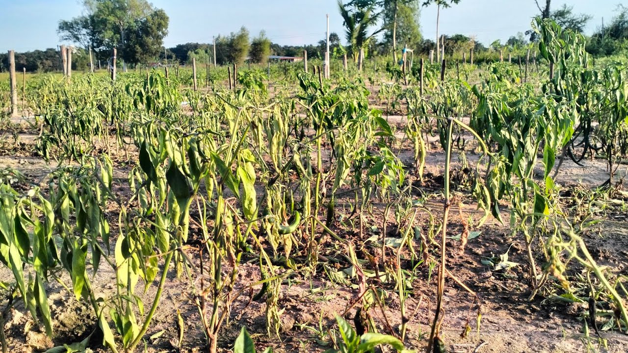 👉ลาก่อนนะฤดูกาลปลูกพริกปีนี้🌶️ เจอกันใหม่ปีหน้า✌️😔🥴😥#บ่าวต้นคนไทบ้าน 