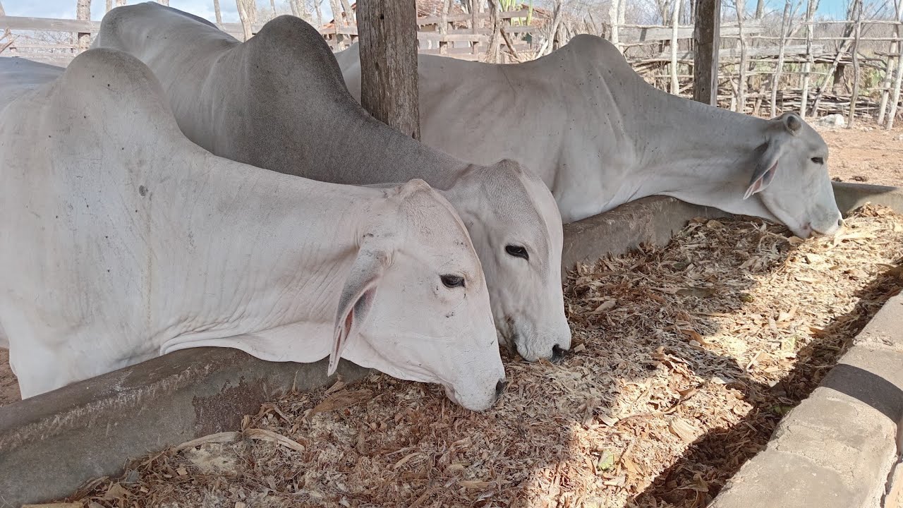 Seca segue firme no Agreste de Pernambuco,colocando palma e silo para o gado. 