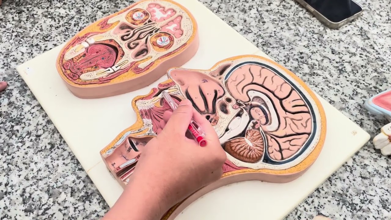 🔬 ПРАКТИЧЕСКАЯ АНАТОМИЯ – НОС • РОТОВАЯ ПОЛОСТЬ • ГЛОТКА • ГОРТАНЬ • ТРАХЕЯ