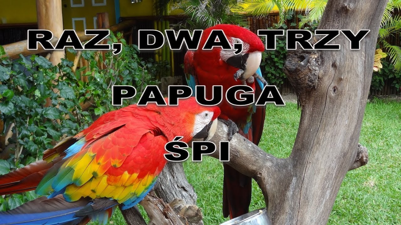 Muzyka, która uspokoi twoją papugę / kanarka / ptaka