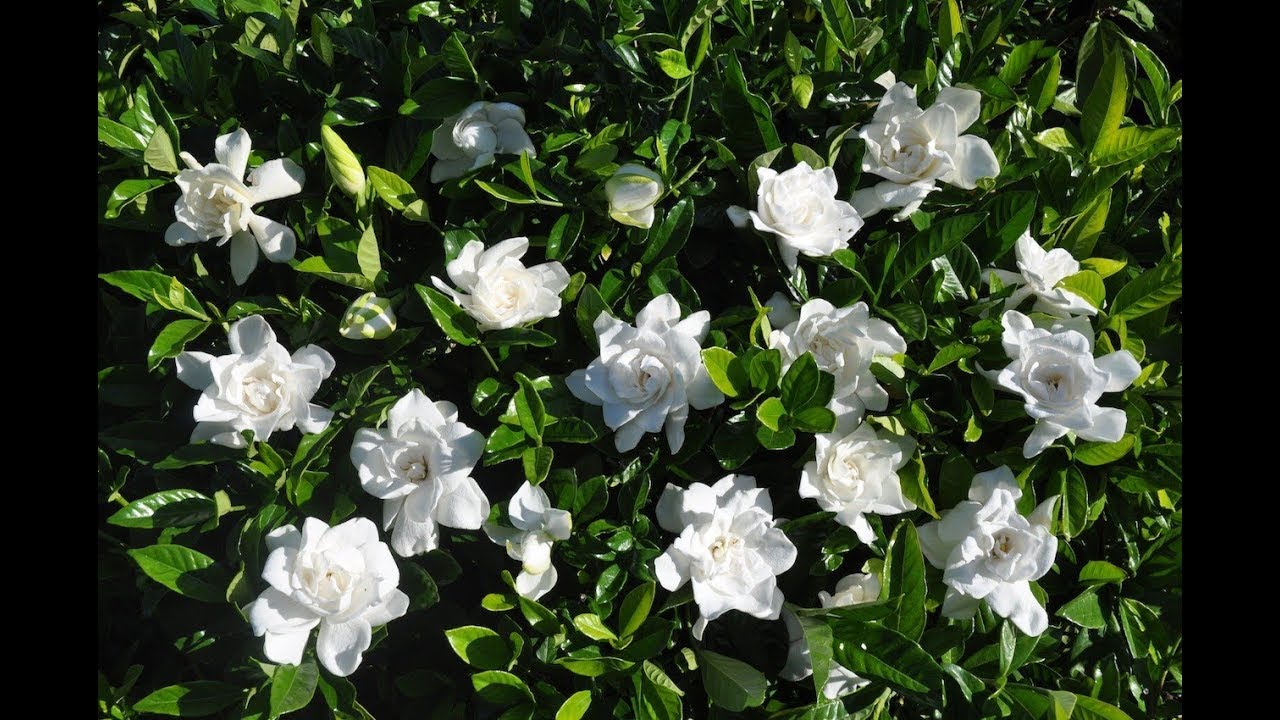 Cómo reproducir el Jazmín del Cabo o Gardenia por esquejes