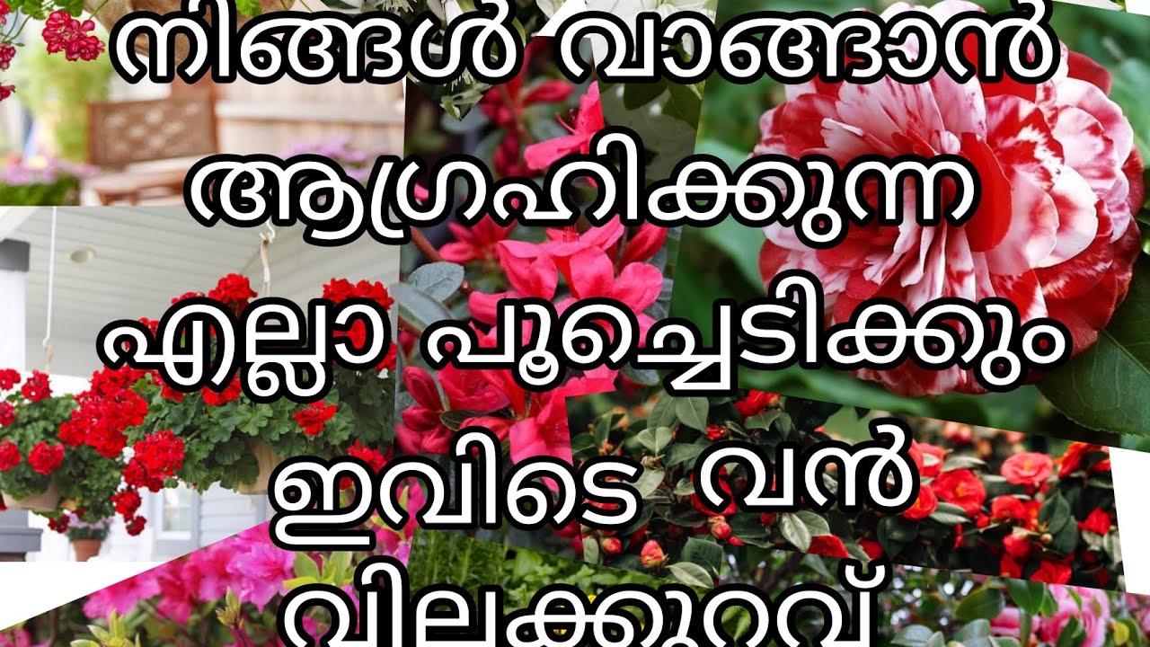 നിങ്ങൾ വാങ്ങാൻ ആഗ്രഹിക്കുന്ന എല്ലാ പൂച്ചെടിക്കും ഇവിടെ വൻ വിലക്കുറവ് 😱😱😱😱😱😱😱😱😱😱😱😱😍😍😍😍😍😍😍