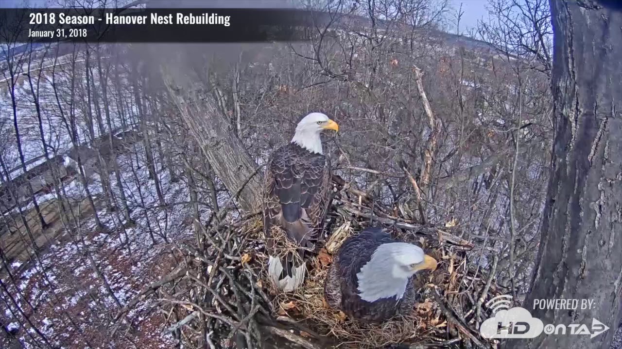 2018 Hanover Eagles - Nest Rebuilding Time-Lapse