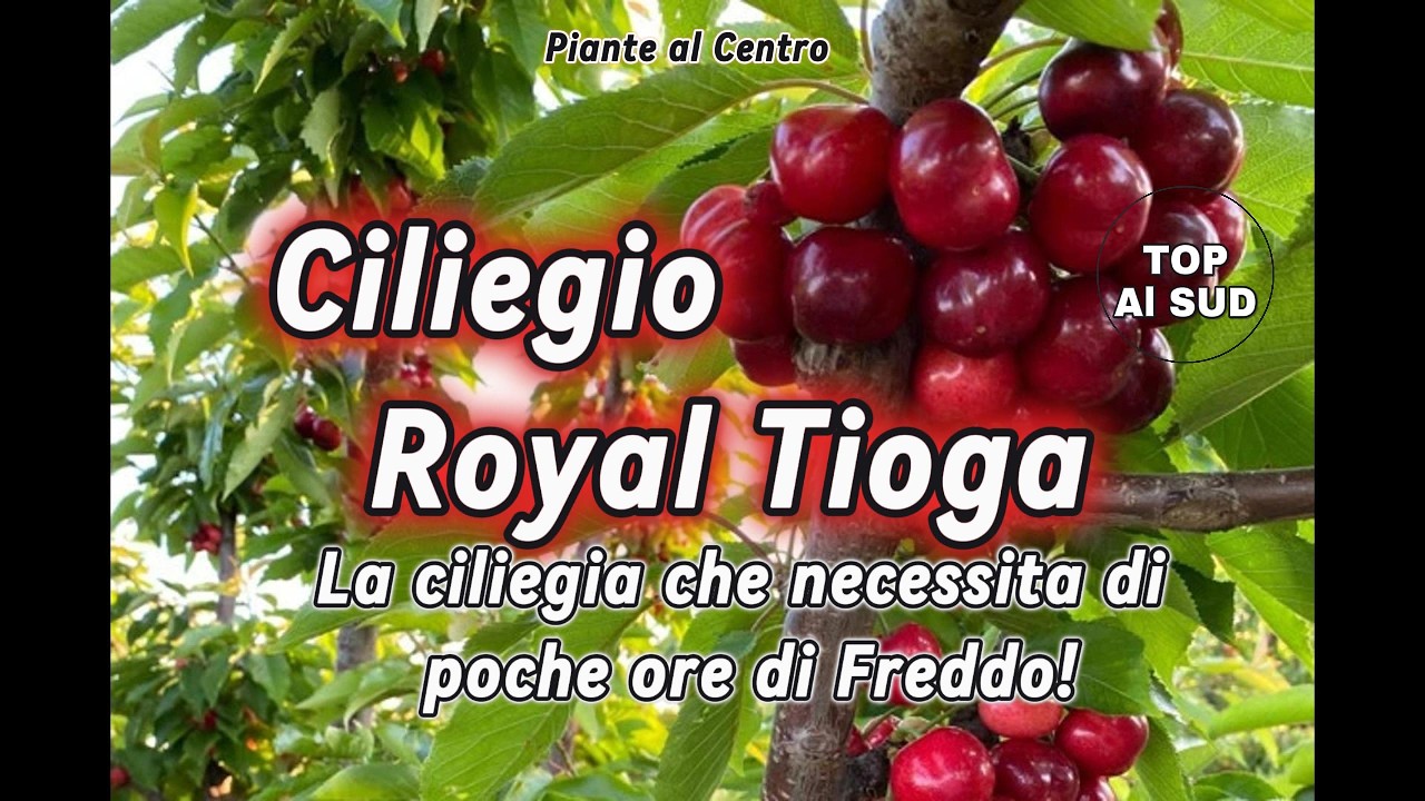 Ciliegio a Basso Fabbisogno di freddo: Royal Tioga spiegata bene