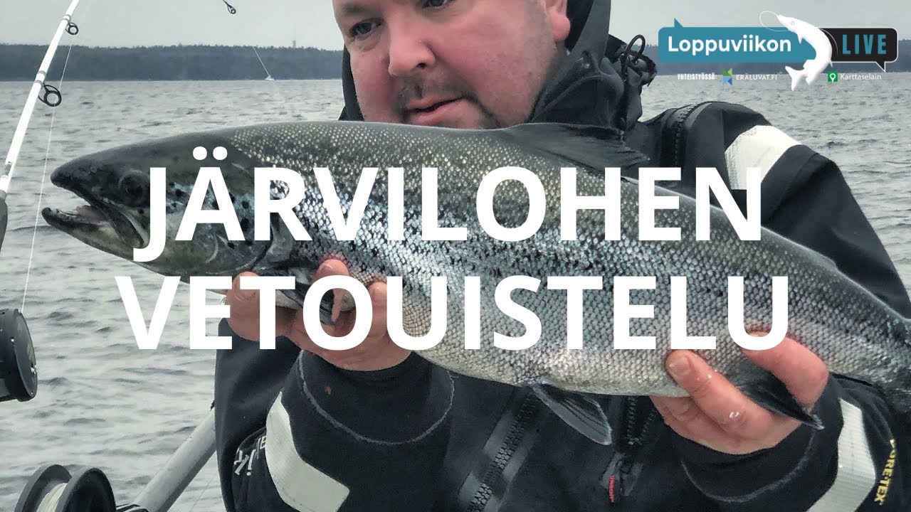 Loppuviikon LivE: Järvilohen vetouistelu