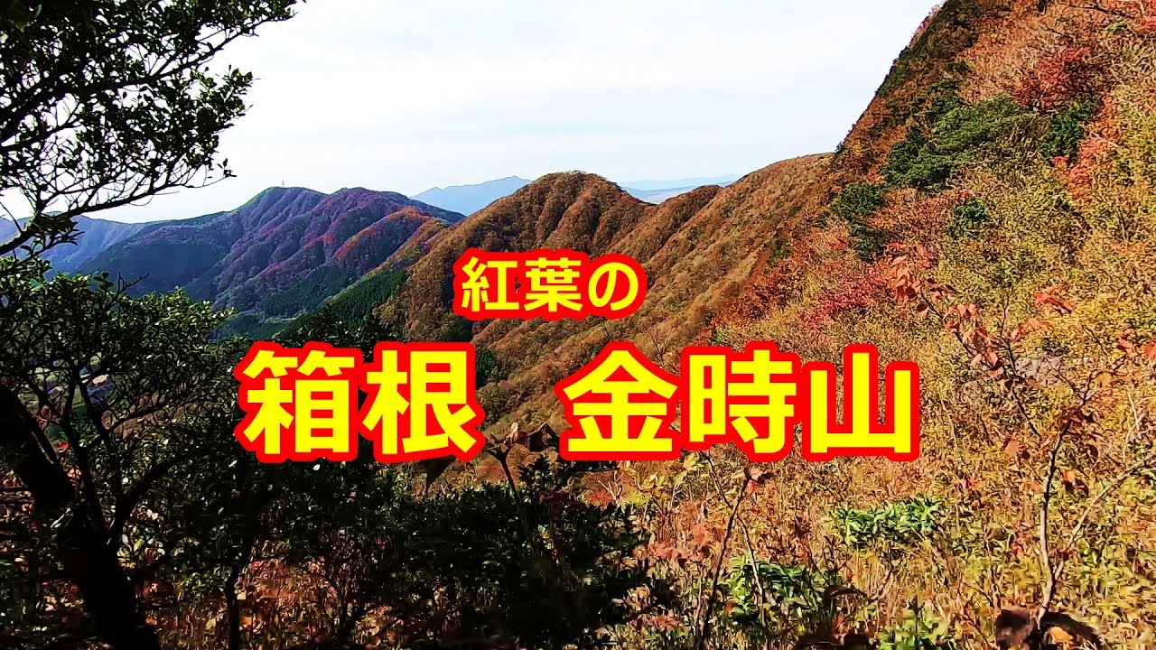 【登山】箱根金時山 金時神社ルート