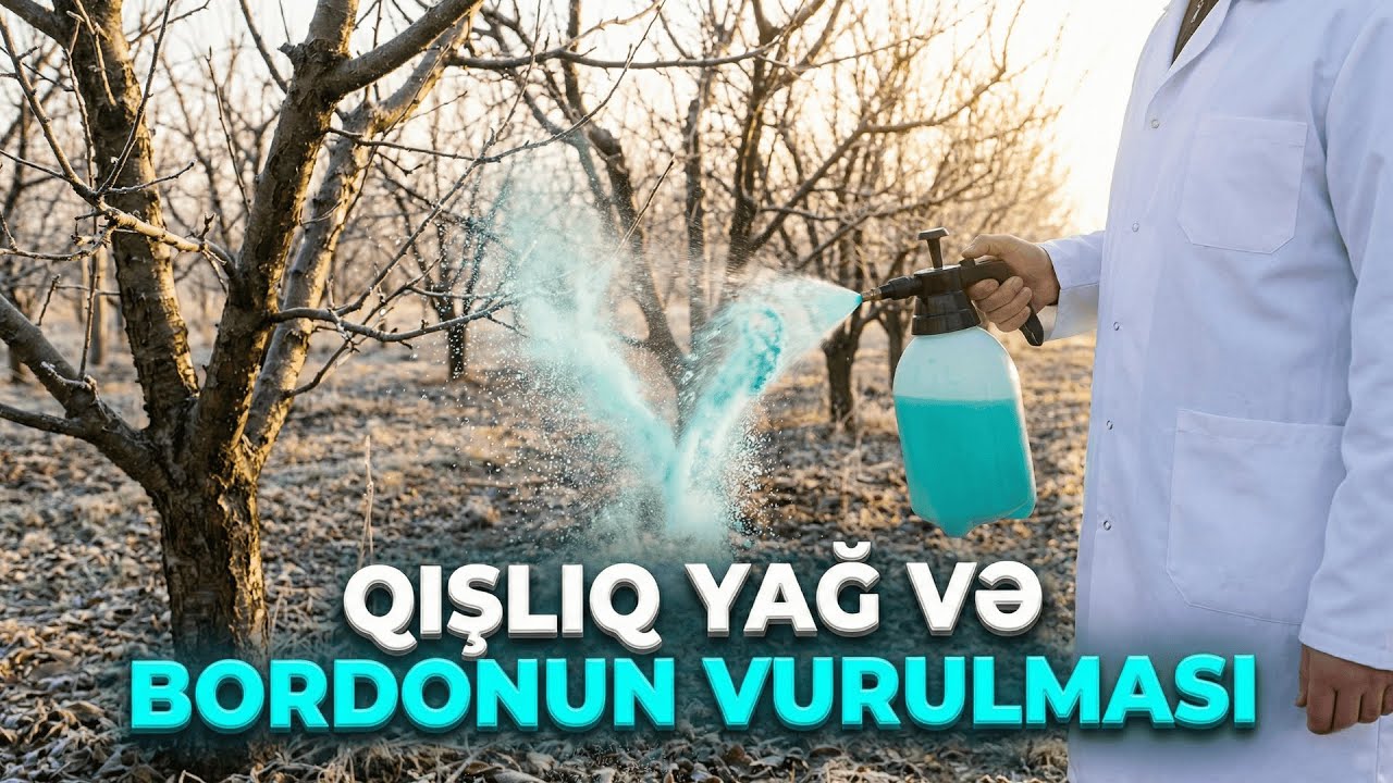 Qışlıq yağ və bordo məhlulu necə vurulmalıdır? | Fermer saatı