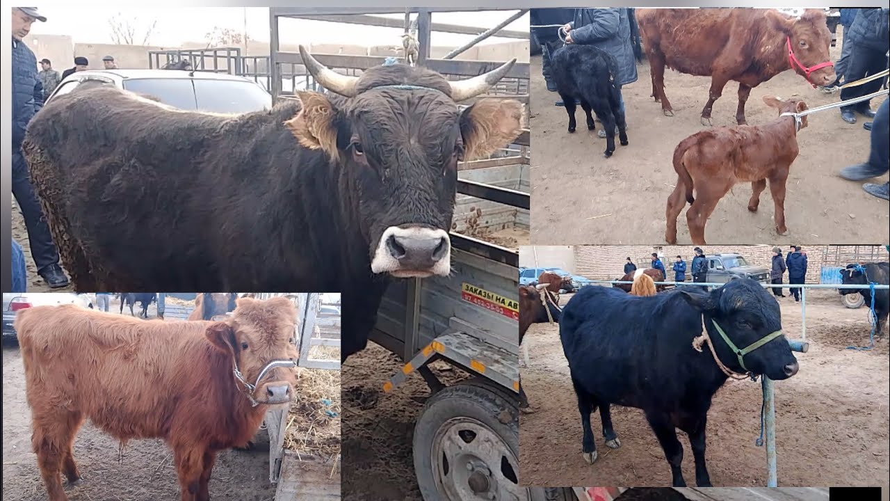 ХОРАЗМ ШОВОТ ЧОКЛИ МОЛ БОЗОРИ НАРХЛАРИ 06.03.2026 #нархлари #хоразм #хоразмбозор 