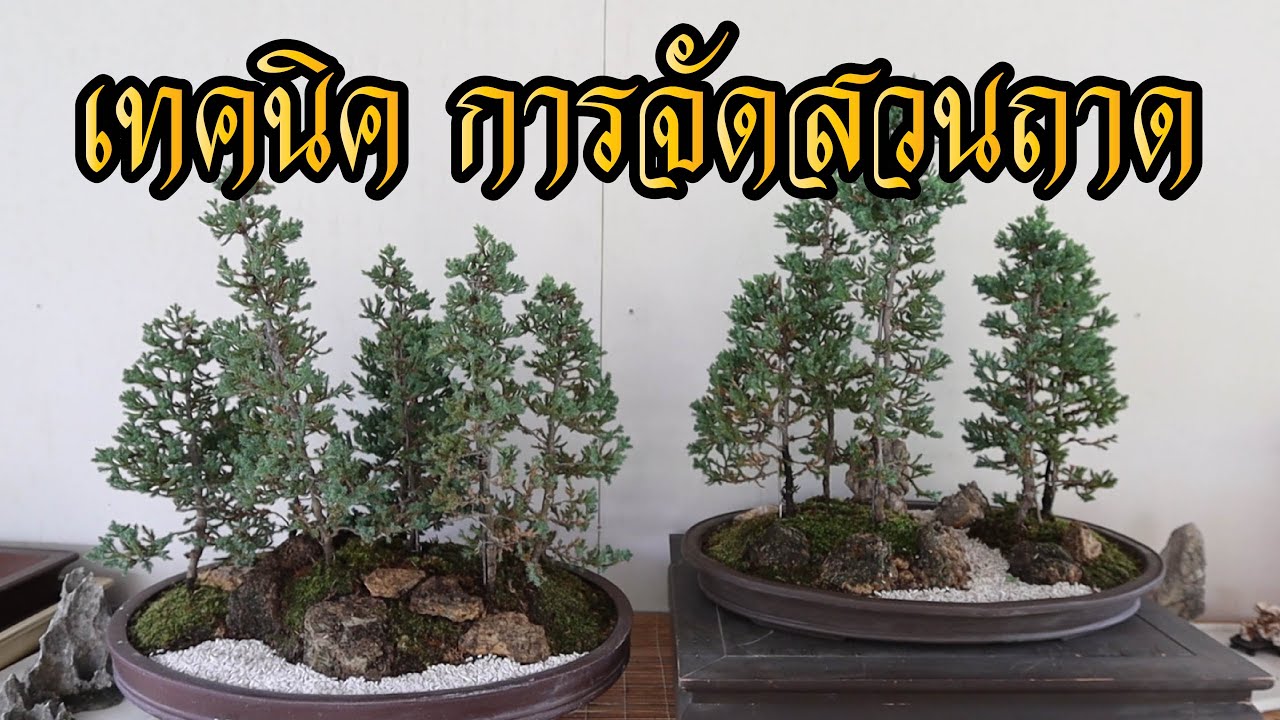 Bonsai Station [Workshop Station] EP.43 เทคนิคการจัดสวนถาด