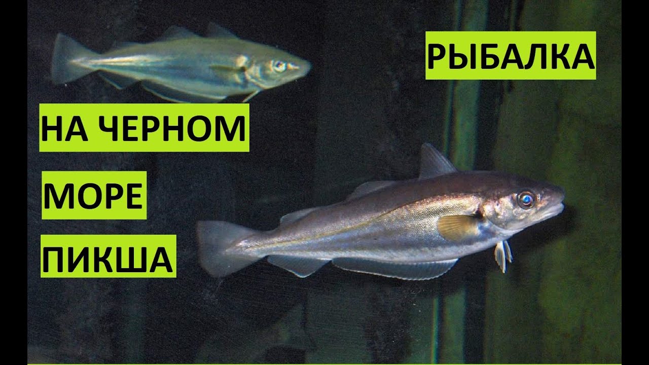 Рыбалка на Черном море в Крыму. Мерланг черноморский (пикша)