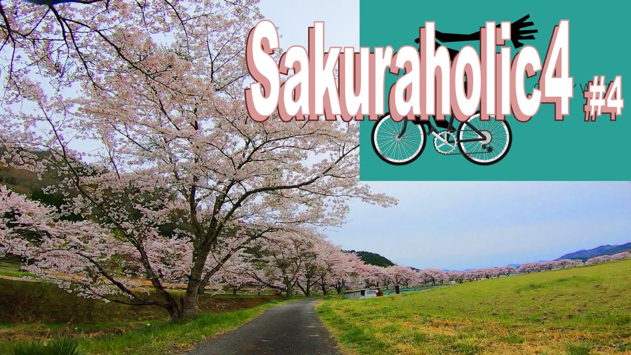 🚴70min cycling in amazing pink world #4🚴🎵  [ Spring in Japan ]