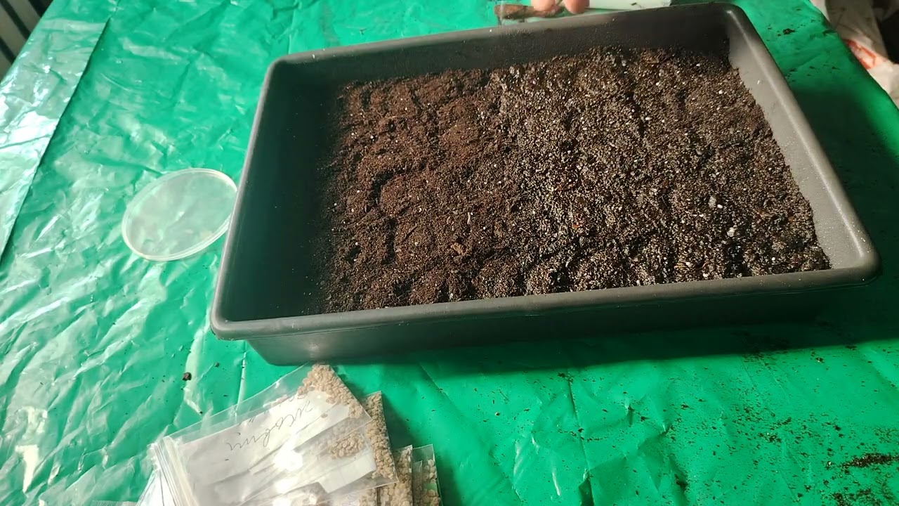 Свої кращі за куповані! Сіємо власне насіння🌱 високорослих томатів🍅