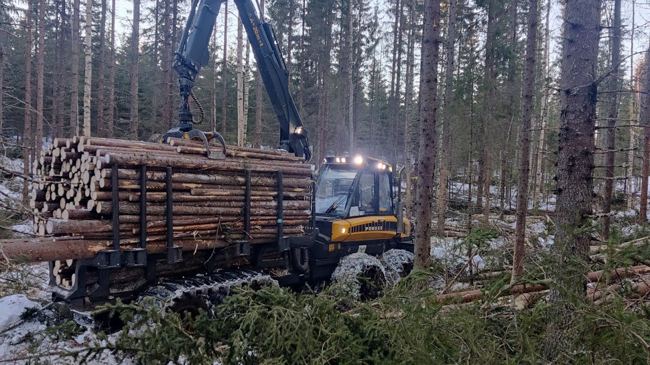 Kuuskuitua kasalle