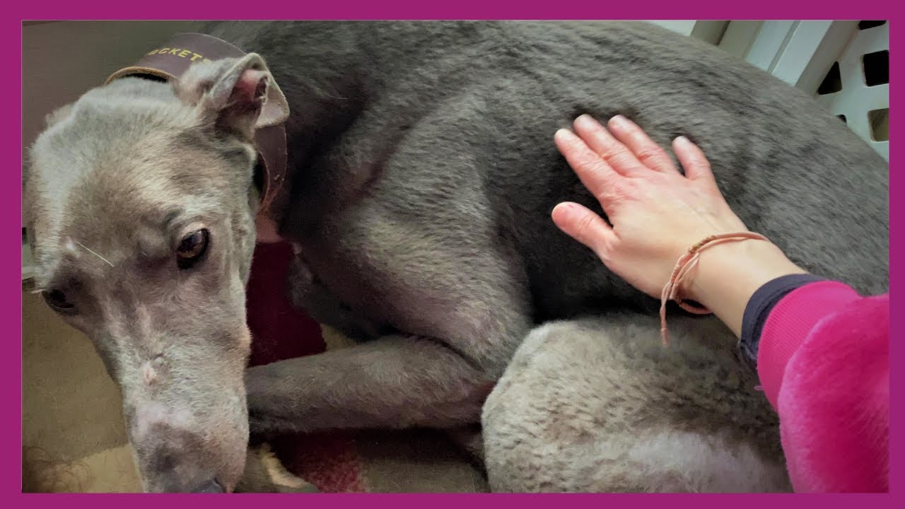 Rescued greyhound getting used to tender loving care [greyhound foster care]