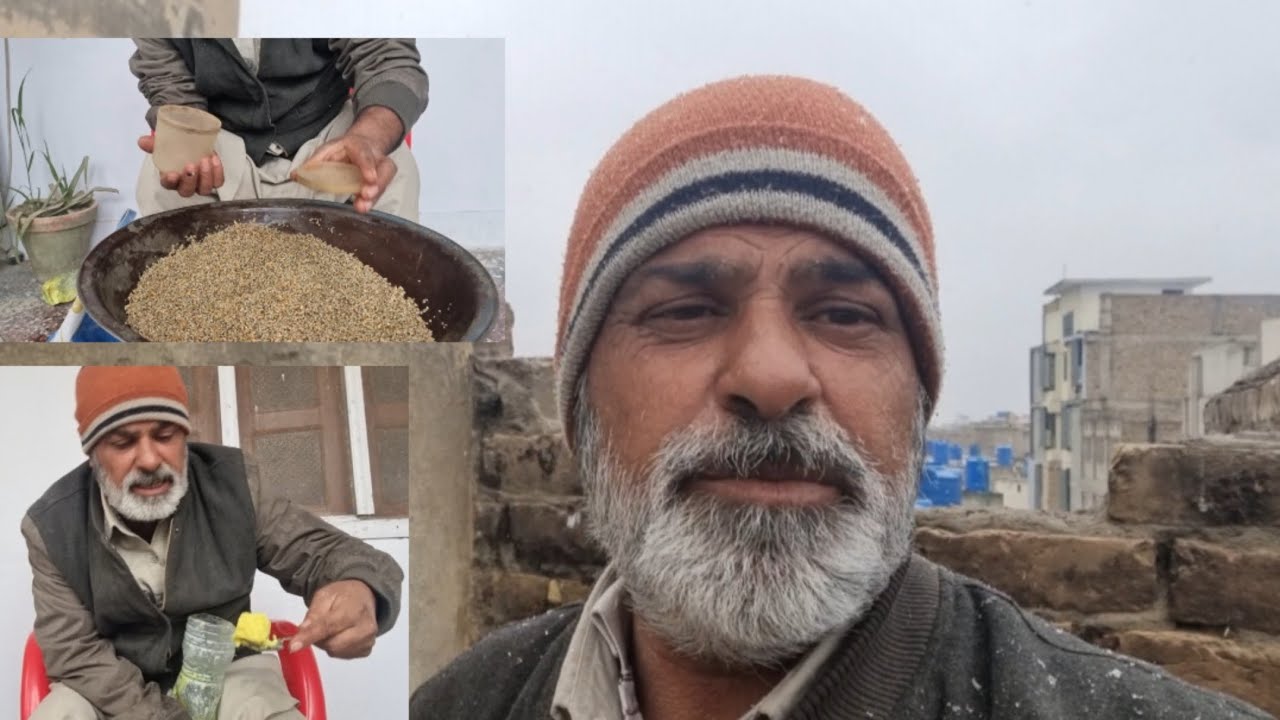 #pigeon #birds #quetta #support #kabootarba 