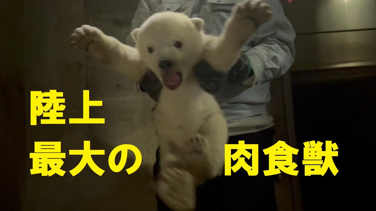 ピリカの子育て日記１■大西の突撃レポート10