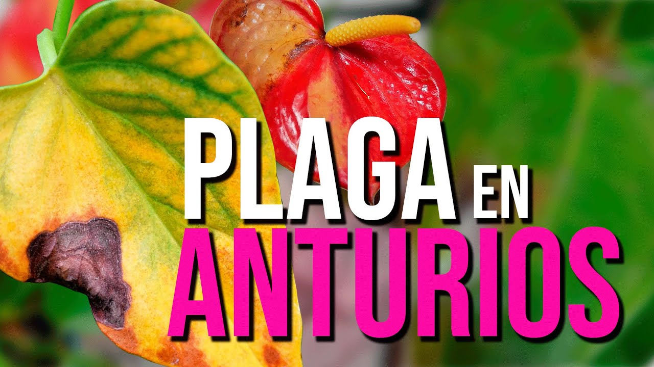 PLAGA EN ANTURIOS /TIZON /COMO ELIMINARLO