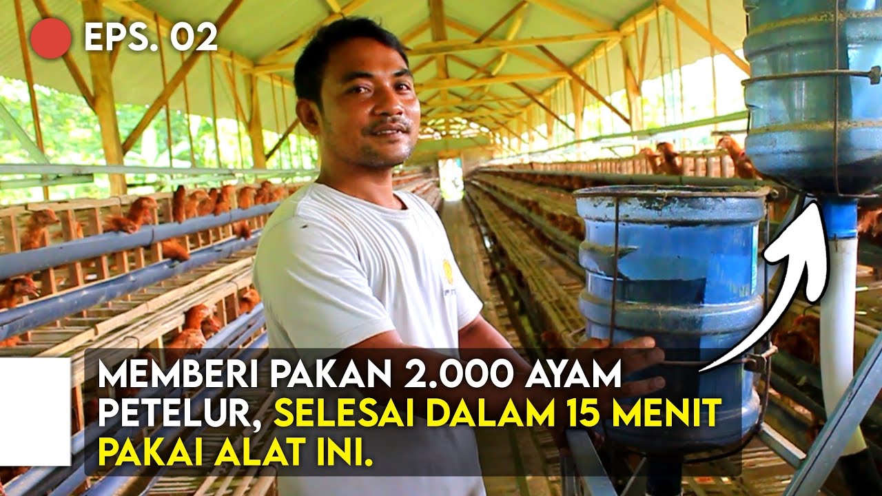 Memberi Pakan 2.000 AYAM PETELUR, Selesai Dalam 15 Menit‼️