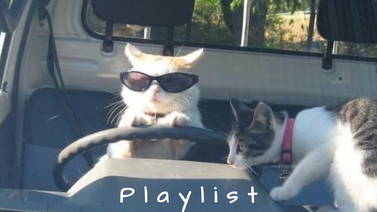 𝐏𝐥𝐚𝐲𝐥𝐢𝐬𝐭 조수석에서 슬쩍 물어보고 싶은 느좋  드라이브 노래 🤍🎧 | chill r&b · mood & drive