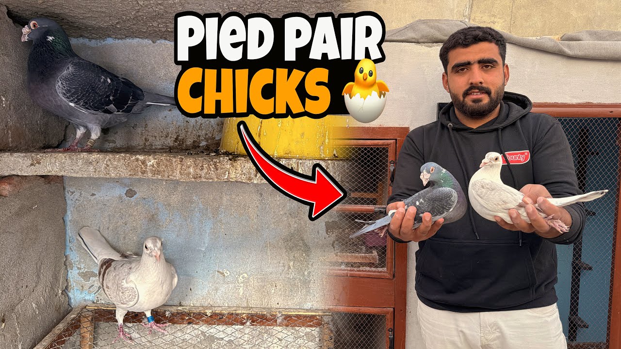 Pied Pair Ky Chicks Aagye🤩| Just Huzaifa Khan | 