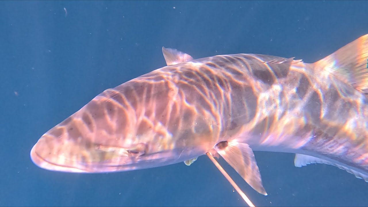 Давно не было! Миссия Big Kingfish после небольшого перерыва...