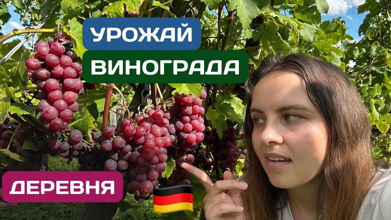 ШОК! Такой урожай винограда в Германии — я в шоке от масштабов!
