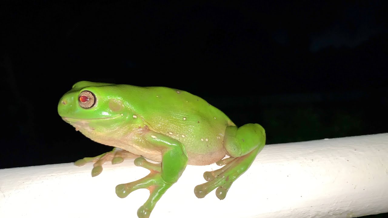 How to Care for Wild Australian Green Tree Frogs