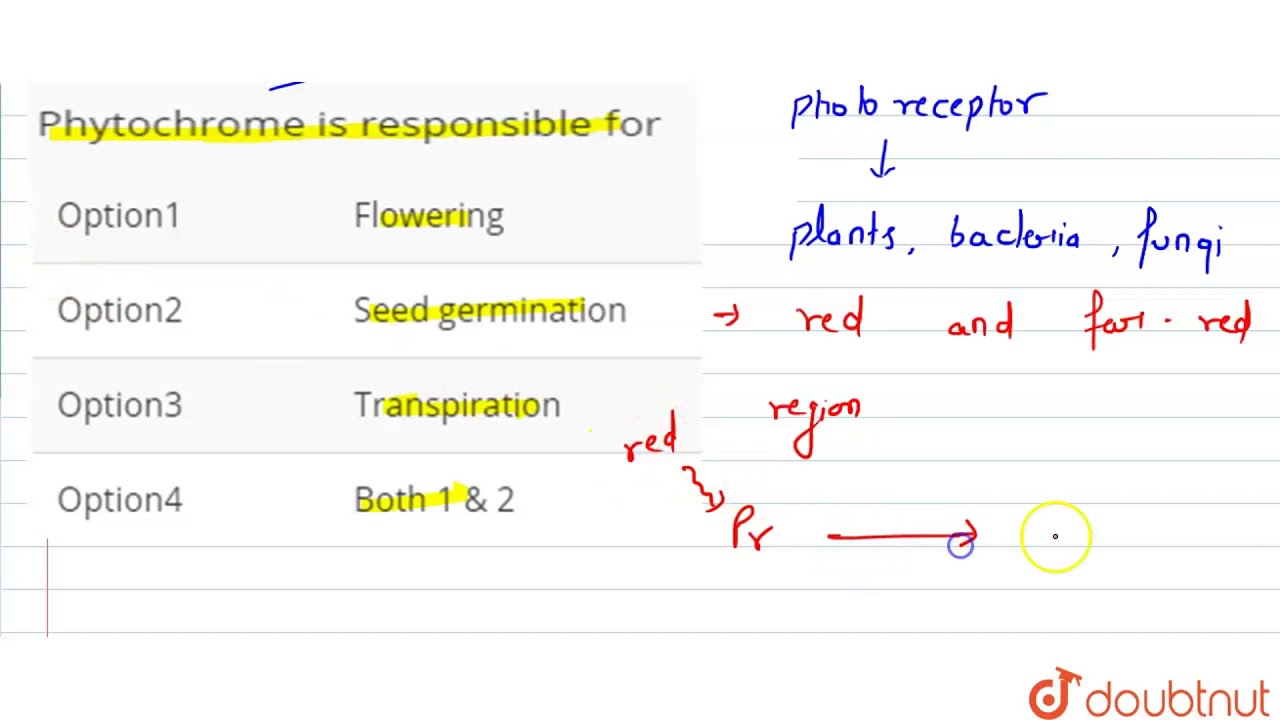 Phytochrome is responsible for