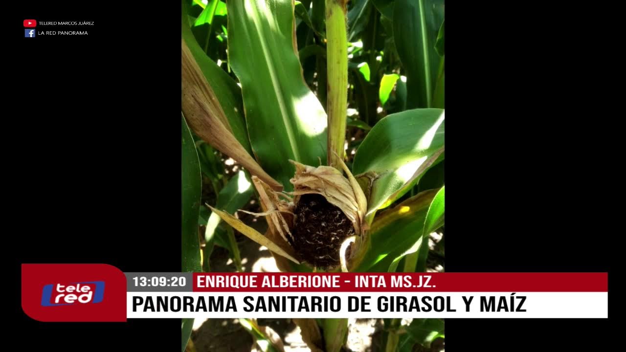 TELERED NOTICIAS 1°EDICIÓN - 04/02/2026