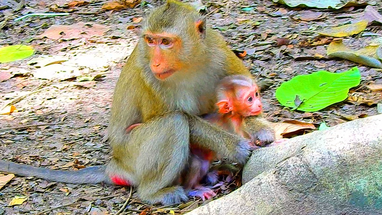 Oh, Mom, how will Amanda help little ALFIE come back?