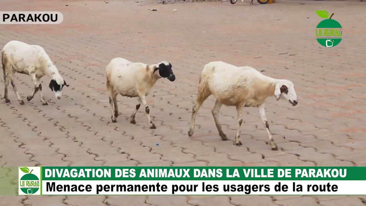 DIVAGATION DES ANIMAUX DANS LA VILLE DE PARAKOU