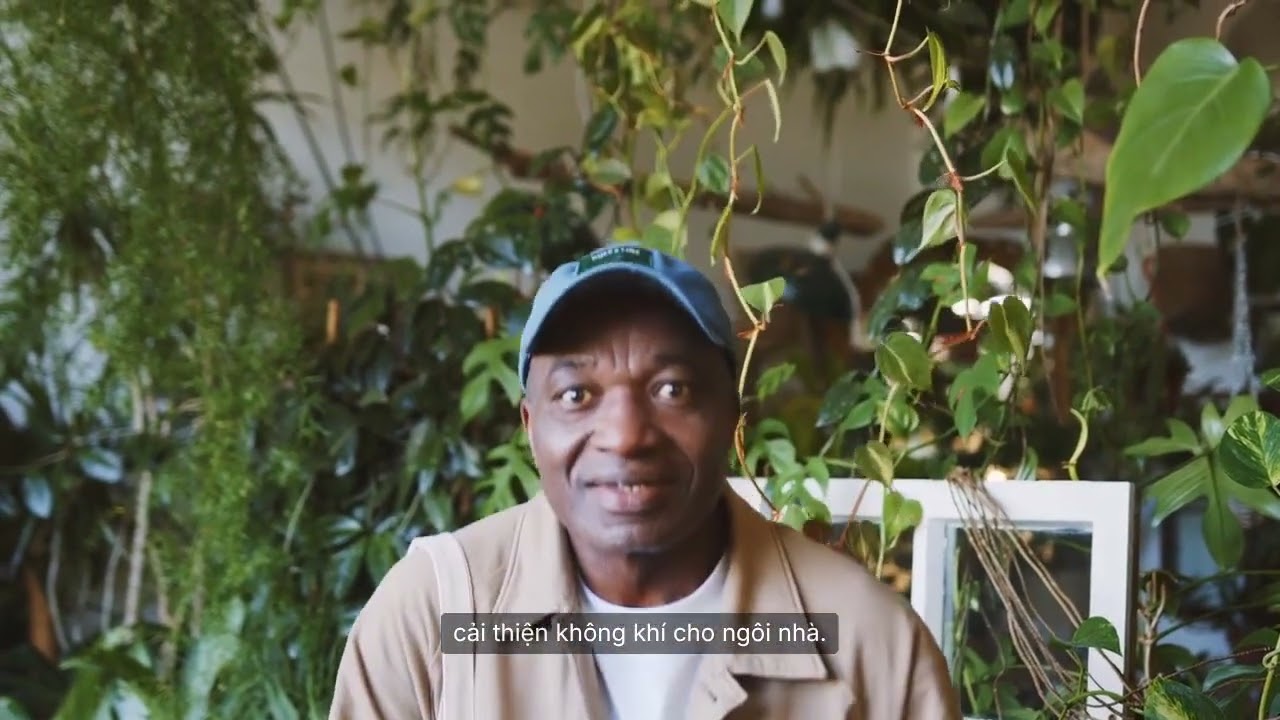 Bí quyết chăm sóc cây cảnh trong nhà P9