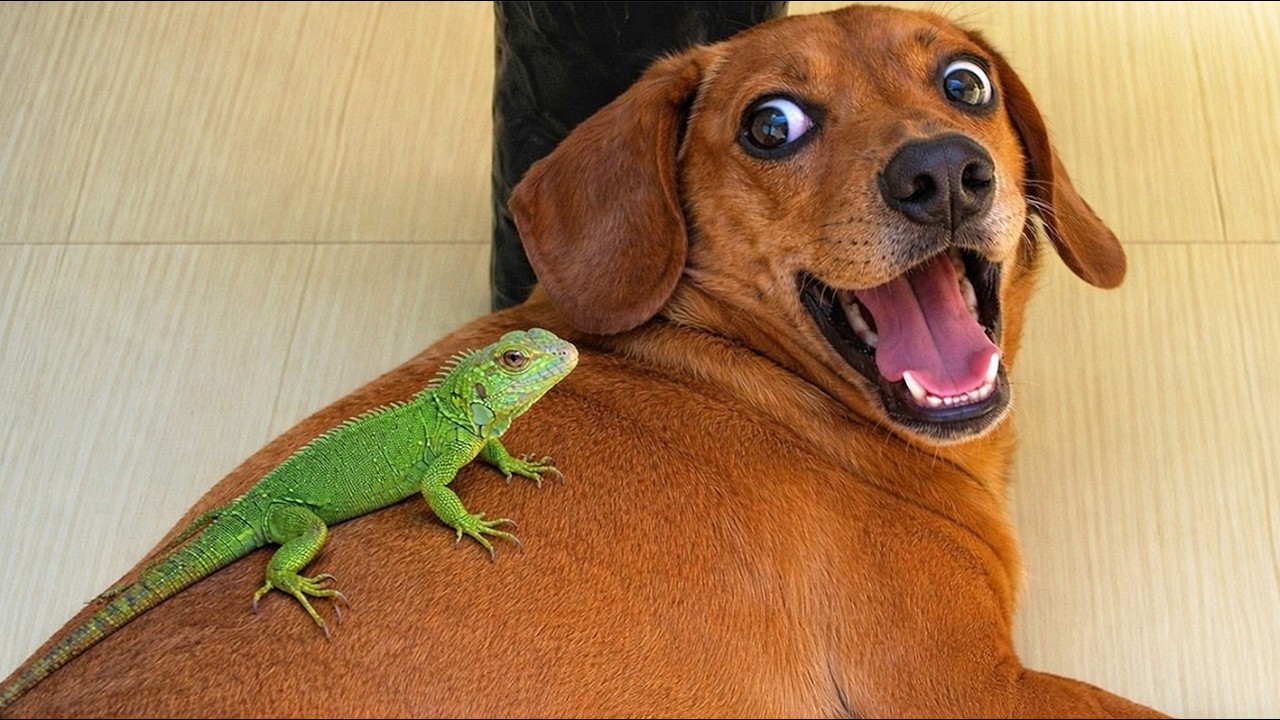 When Animals Do the Silliest Things 😂Funniest Dog & Cat Videos