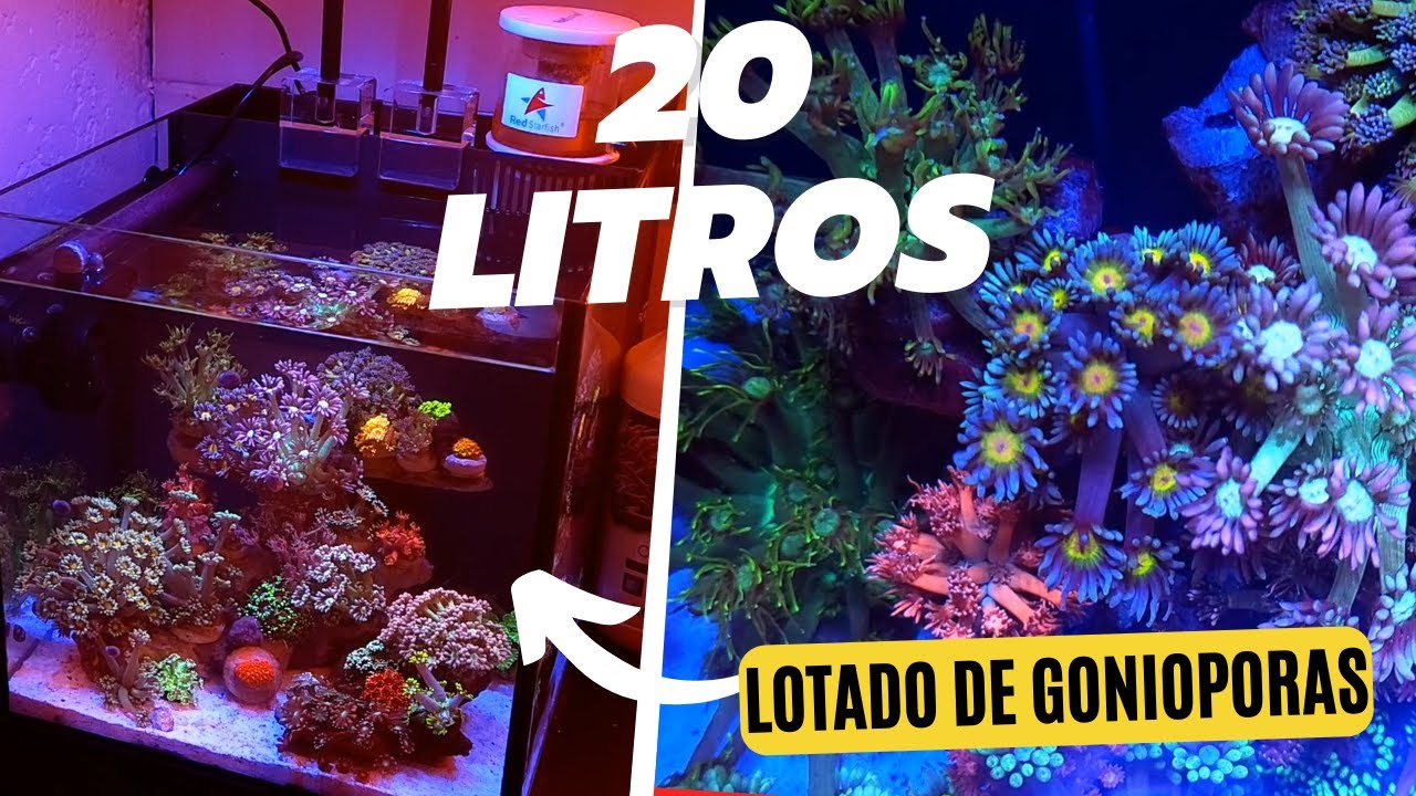 Nano Reef de apenas 20 litros lotado de Gonioporas