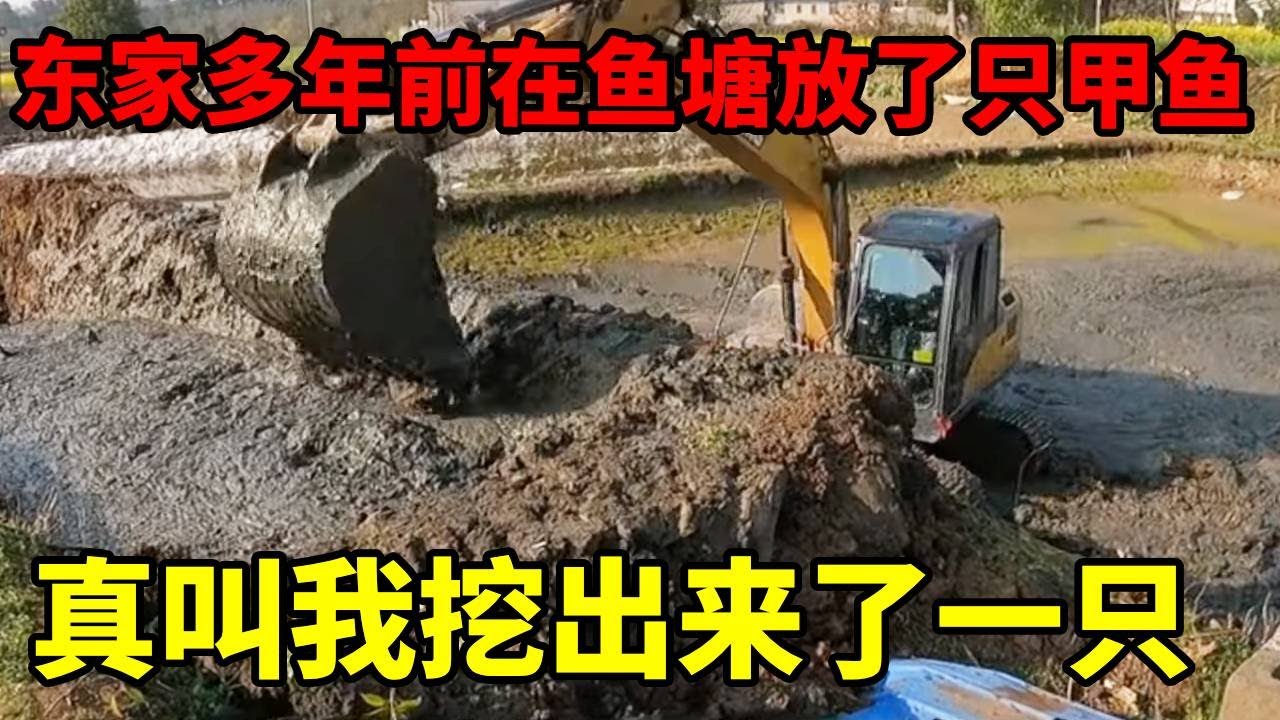 东家多年前在鱼塘放了只甲鱼，没想到真叫我挖出来了一只#挖掘機 #挖掘機日常 #生活vlog #挖机 #农村 #鱼塘 #解压