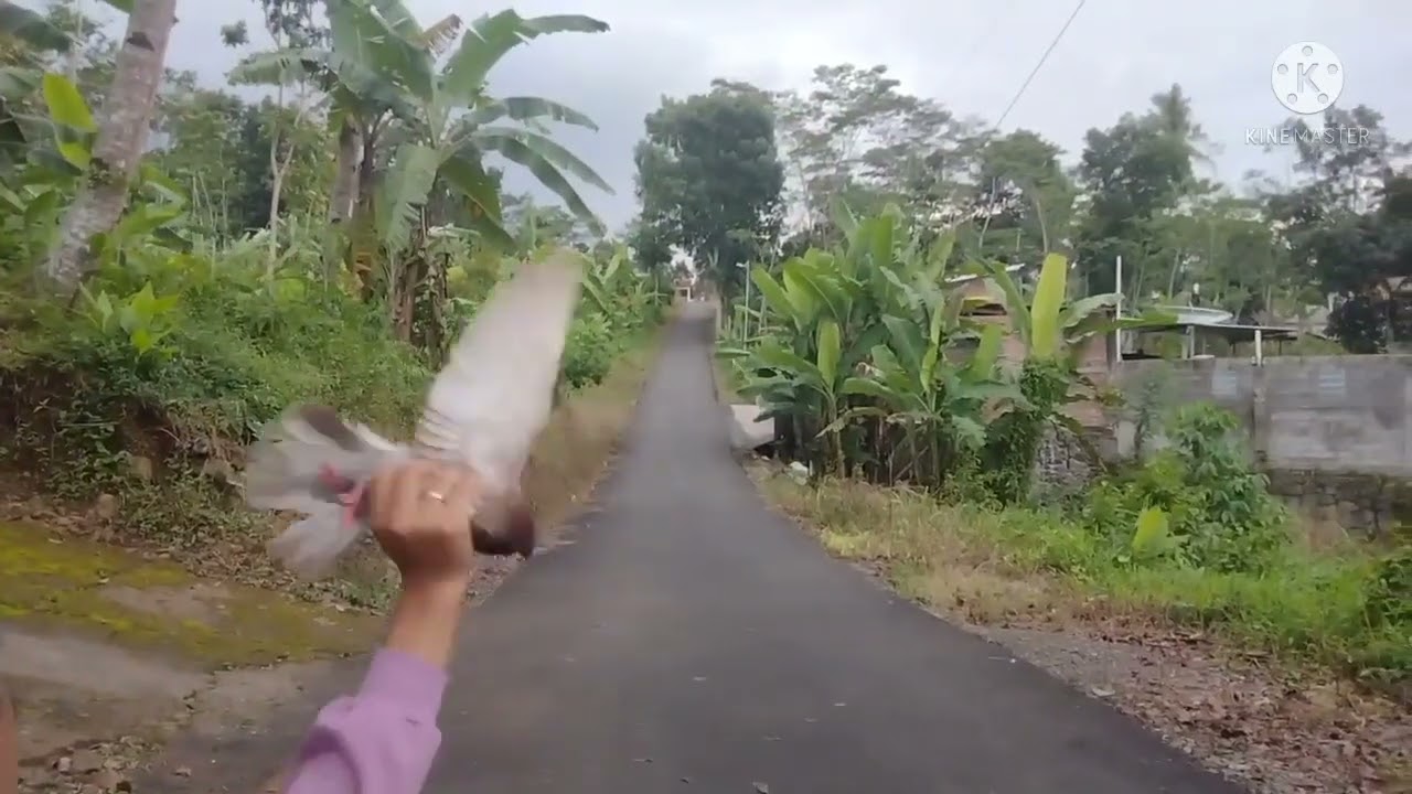 Uji coba sawangan merpati gendong 2 hantong burung dara
