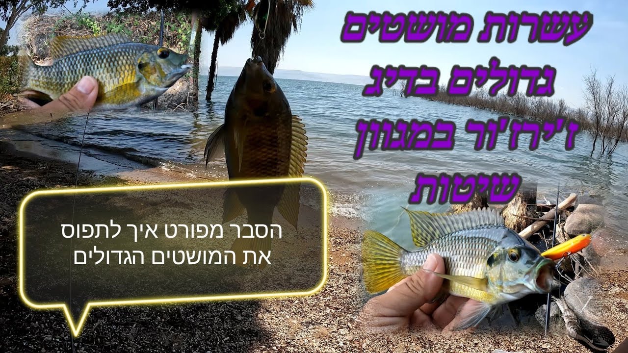 דיג בז'ירז'ור מושטים גדולים בכנרת + הסבר איך לתפוס את המושטים הגדולים.