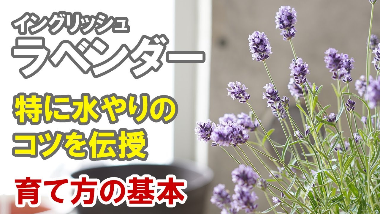 イングリッシュラベンダーの育て方 基本全般、特に水やりや肥料、植え替えなど。