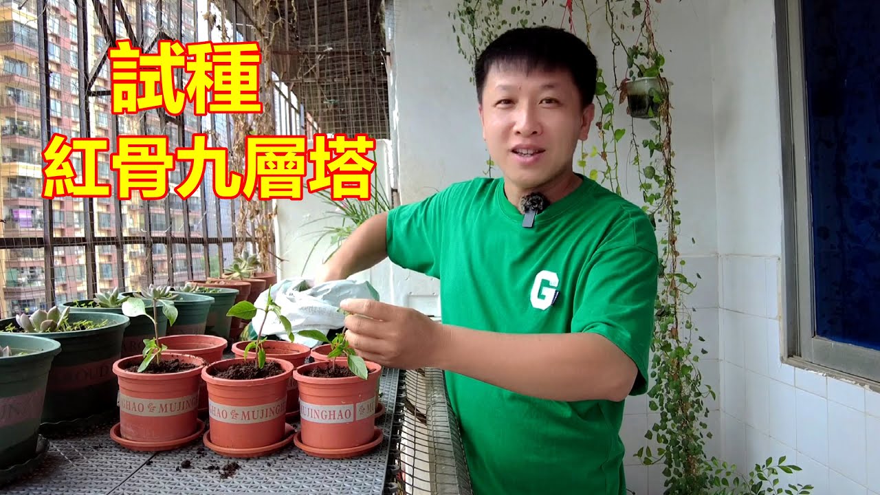 泡在水裡的紅骨九層塔長根了，我要發財了？想回老家種植紅骨九層塔【我是杰少】
