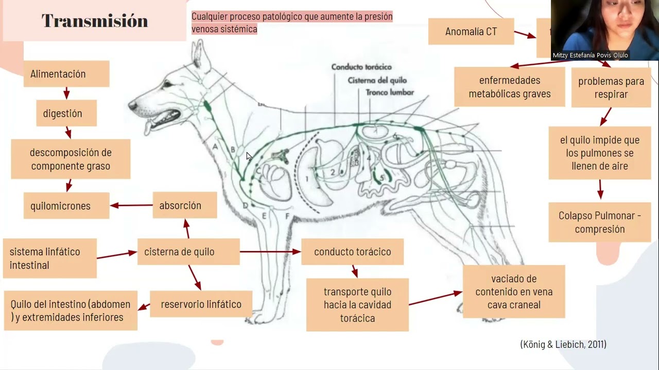 Quilotorax en canino y felino