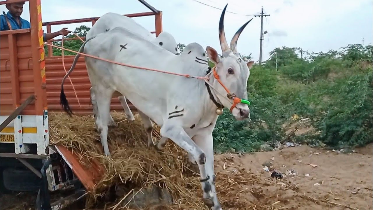 benakal vishwa bull's video's | Pattikonda bull's market video's..