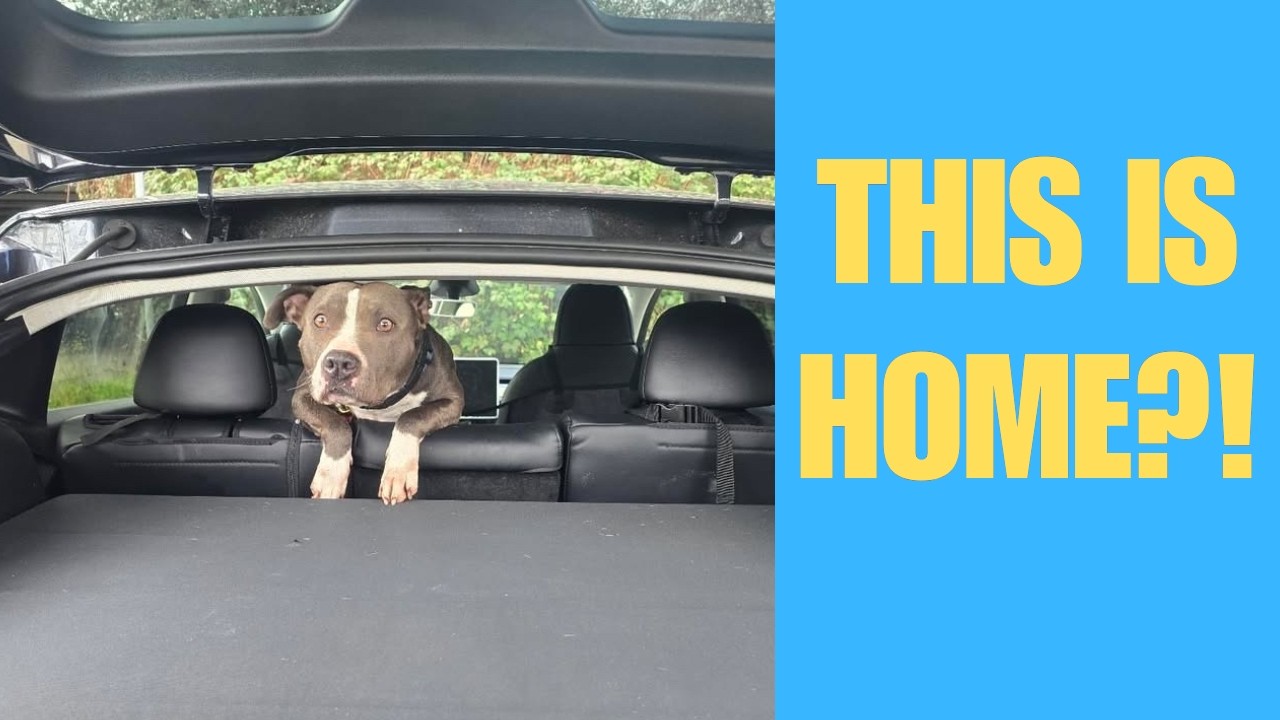 Survivor DOG Brad: We Never Thought We’d See This Day (UPDATE)