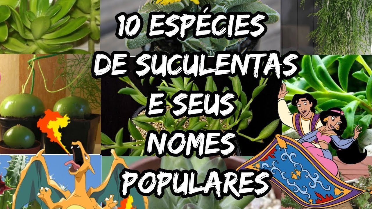 Nomes Populares de SUCULENTAS - parte 3