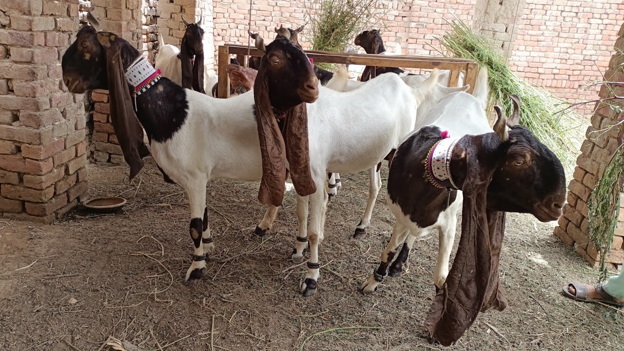 Pateri Goat breed / Mr Zeeshan Khaskheli