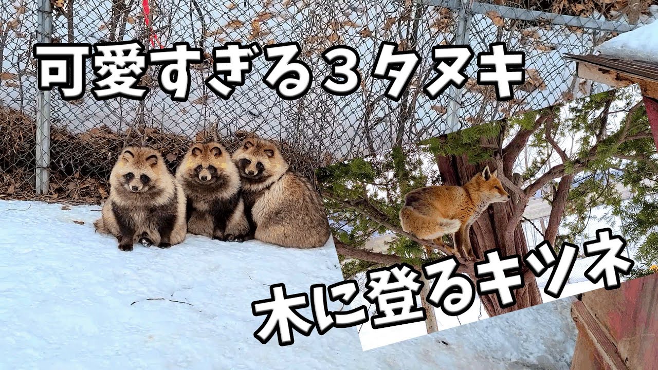【北海道ぼっち旅】北見市 温根湯 北きつね牧場 可愛すぎるタヌキと木登りキツネ