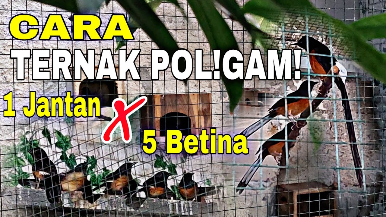 Cara ternak murai batu sistem POLIGAMI || 1JANTAN VS 5 BETINA